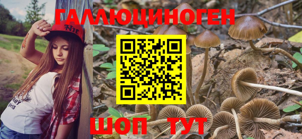 Галлюциногенные грибы Psilocybe Арсеньев